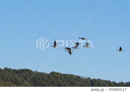 鳥 アヒル 陜川郡 74060517