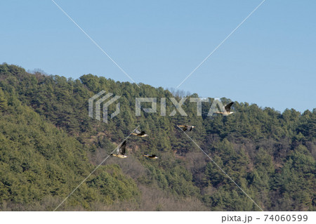 鳥 アヒル 陜川郡 74060599