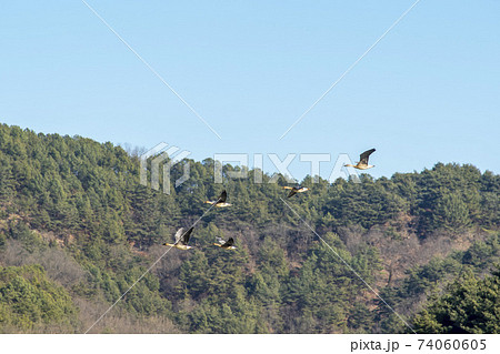 鳥 アヒル 陜川郡 74060605