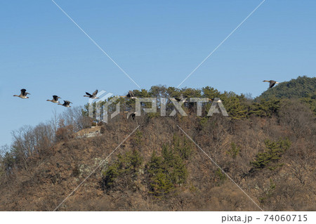 鳥 アヒル 陜川郡 74060715