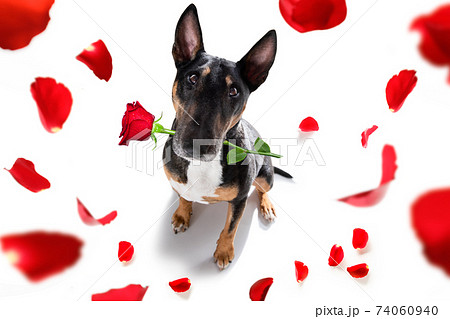 dog valentines love heart 74060940