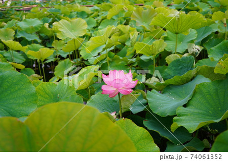 蓮の花 蕾 花 蓮園 種 蓮の花 蕾 花 蓮園 種 74061352