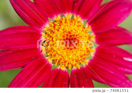 濃いピンク色のマーガレットの花 クローズアップマクロの写真素材