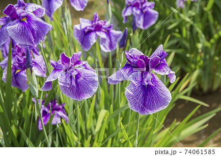 菖蒲　菖蒲田　和風　花菖蒲　爽やか　ショウブ　皇居 74061585