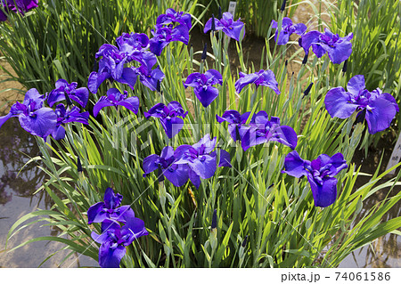 菖蒲　菖蒲田　和風　花菖蒲　爽やか　ショウブ　皇居 74061586