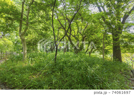 新緑イメージ 江戸城庭園 木と緑 緑 葉 新緑 新緑イメージ 江戸城庭園 木と緑 緑 葉 新緑 74061697