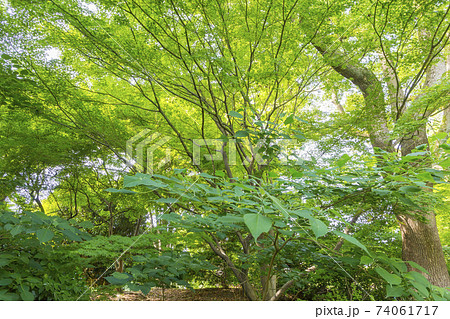 新緑イメージ 江戸城庭園 木と緑 緑 葉 新緑 新緑イメージ 江戸城庭園 木と緑 緑 葉 新緑 74061717