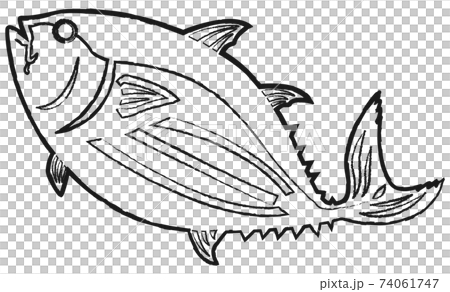 Bonito line art 74061747