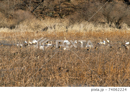 白鳥 鳥 アヒル 74062224