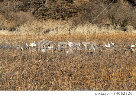 白鳥 鳥 アヒル 74062226