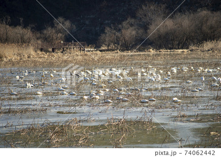 白鳥 鳥 アヒル 74062442