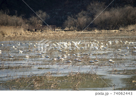 白鳥 鳥 アヒル 74062443