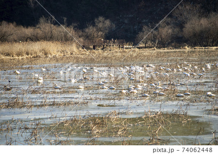 白鳥 鳥 アヒル 74062448