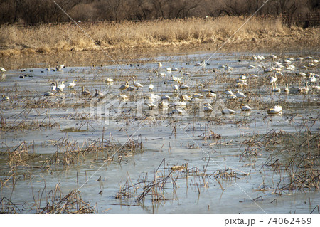 白鳥 鳥 アヒル 74062469