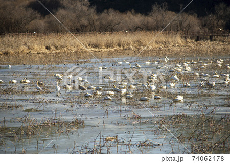 白鳥 鳥 アヒル 74062478