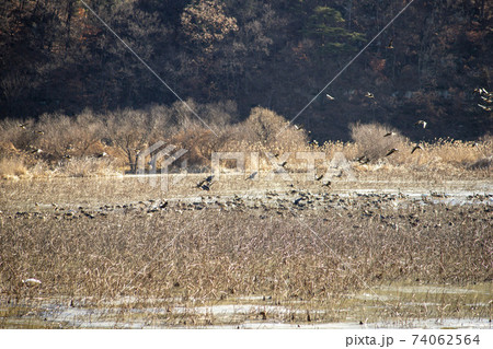 白鳥 鳥 アヒル 74062564