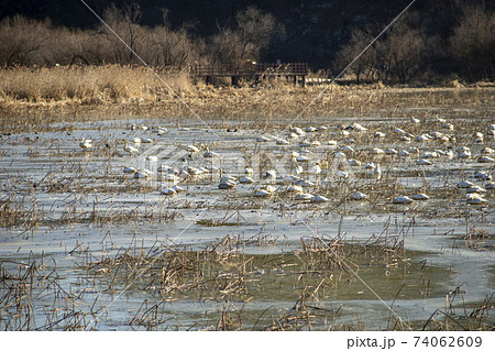 白鳥 鳥 アヒル 74062609