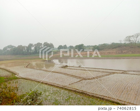 wetlands with paddy firm and forest 74062815