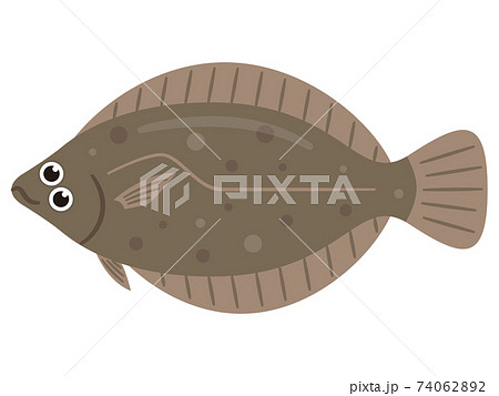 ヒラメのイラストレーション 74062892