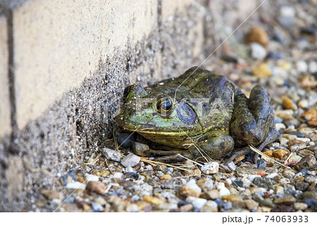 道端にいたウシガエルの写真素材