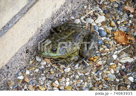 道端にいたウシガエル 74063935