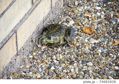 道端にいたウシガエル 道端にいたウシガエル 74063936