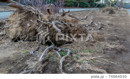 台風被害後の倒木 むき出しになった木の根っこ 74064030