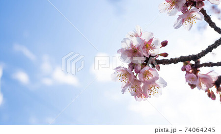 ピンク色の「あたみ桜」が印象的 ピンク色の「あたみ桜」が印象的 74064245