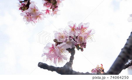 ピンク色の「あたみ桜」が印象的 74064250