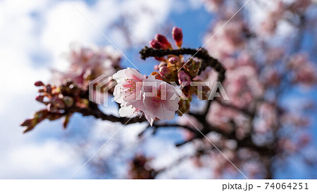 ピンク色の「あたみ桜」が印象的 ピンク色の「あたみ桜」が印象的 74064251