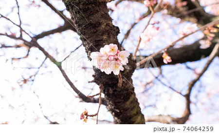 ピンク色の「あたみ桜」が印象的 ピンク色の「あたみ桜」が印象的 74064259