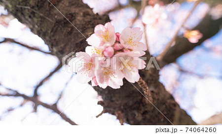 ピンク色の「あたみ桜」が印象的 ピンク色の「あたみ桜」が印象的 74064260