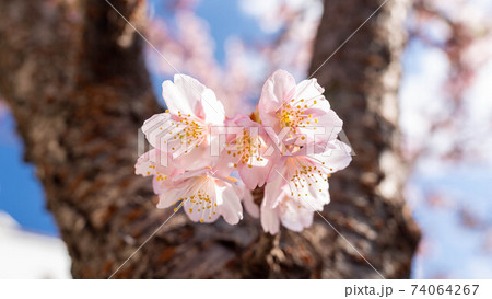 ピンク色の「あたみ桜」が印象的 ピンク色の「あたみ桜」が印象的 74064267
