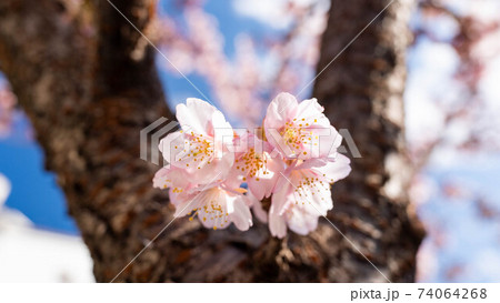 ピンク色の「あたみ桜」が印象的 ピンク色の「あたみ桜」が印象的 74064268