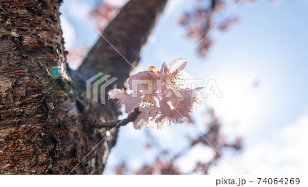 ピンク色の「あたみ桜」が印象的 ピンク色の「あたみ桜」が印象的 74064269