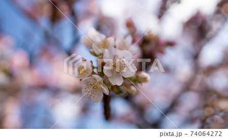 ピンク色の「あたみ桜」が印象的 74064272