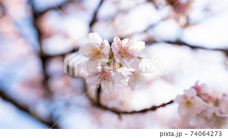 ピンク色の「あたみ桜」が印象的 74064273