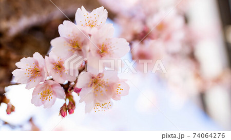 ピンク色の「あたみ桜」が印象的 ピンク色の「あたみ桜」が印象的 74064276