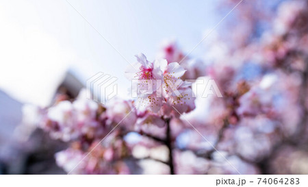 ピンク色の「あたみ桜」が印象的 ピンク色の「あたみ桜」が印象的 74064283