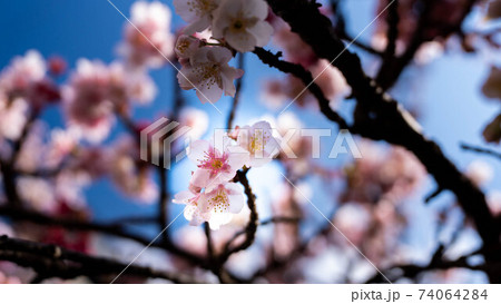 ピンク色の「あたみ桜」が印象的 ピンク色の「あたみ桜」が印象的 74064284