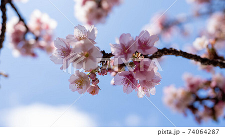ピンク色の「あたみ桜」が印象的 74064287