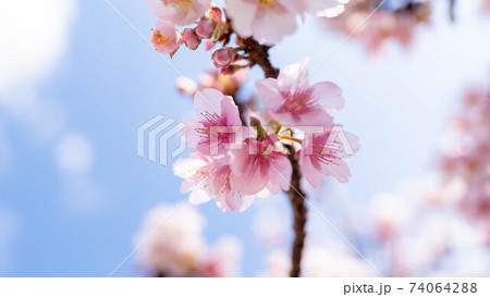 ピンク色の「あたみ桜」が印象的 ピンク色の「あたみ桜」が印象的 74064288