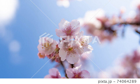 ピンク色の「あたみ桜」が印象的 74064289