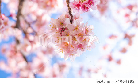 ピンク色の「あたみ桜」が印象的 ピンク色の「あたみ桜」が印象的 74064295