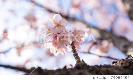 ピンク色の「あたみ桜」が印象的 ピンク色の「あたみ桜」が印象的 74064404