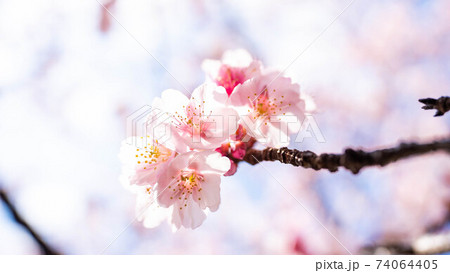 ピンク色の「あたみ桜」が印象的 74064405