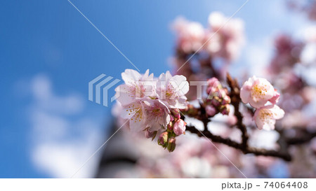 ピンク色の「あたみ桜」が印象的 ピンク色の「あたみ桜」が印象的 74064408