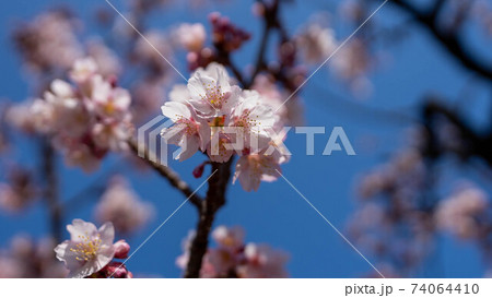 ピンク色の「あたみ桜」が印象的 ピンク色の「あたみ桜」が印象的 74064410