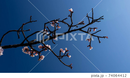 ピンク色の「あたみ桜」が印象的 74064412