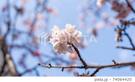 ピンク色の「あたみ桜」が印象的 74064420
